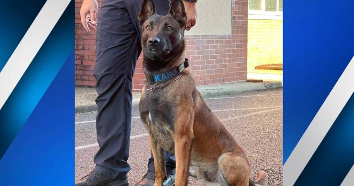 K9 Karo in Paducah to get protective vest