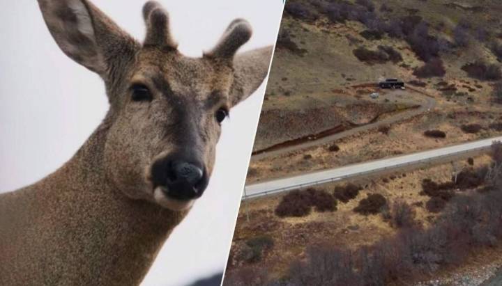 Chile inaugura inédito "hospital de huemules", el ciervo en extinción más austral del mundo