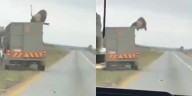 El impresionante momento en el que un león se escapa y salta de un vehículo en movimiento
