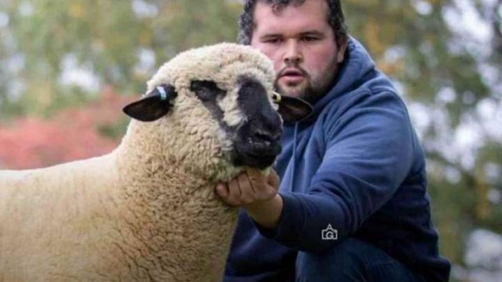 Récord ovino: un cordero alcanzó las 3.500 libras esterlinas en Gran Bretaña