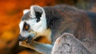 Animales en peligro de extinción 2025: siete especies críticas según la UICN