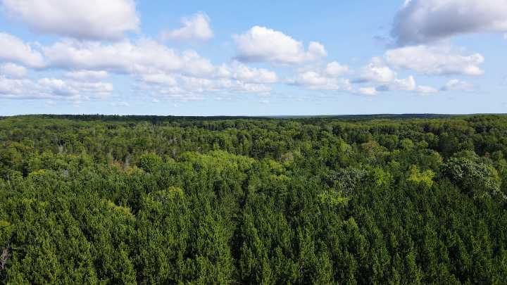 Michigan just saved a stunning piece of wilderness that wild elk call home