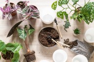 Yes, There Is a Right (and Wrong!) Time of Year to Repot Your Houseplants