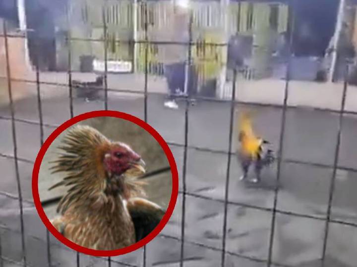 Gallo de pelea asesina al hombre que lo obligaba a pelear; imágenes fuertes