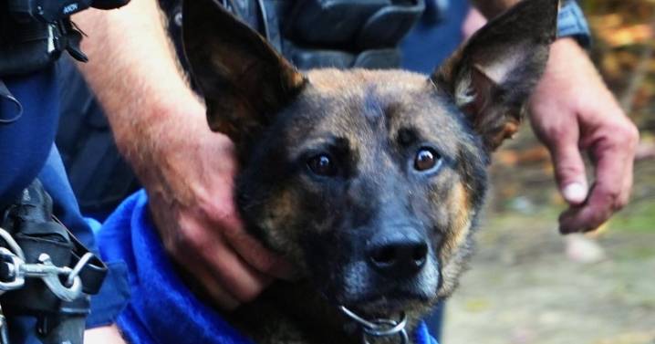 Chattanooga man arrested following standoff that killed CPD K9 last month