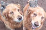 Golden Retriever Goes Viral for Giving Baby Koala a Piggyback Ride