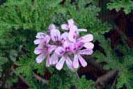 Cinco plantas que perfuman la casa y ahuyentan mosquitos