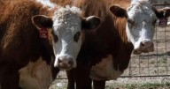Iowa farmers who lost soybean sales to China now fear new hit to cattle