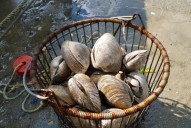 Clams that can live 500 years offer warning about Atlantic Ocean