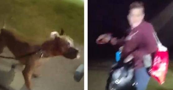 Lake Worth police identify pit bull owner after woman seriously injured in dog park attack