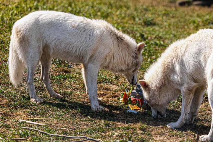 De-Extinct Dire Wolves Celebrate First Birthday with Doggy Cake