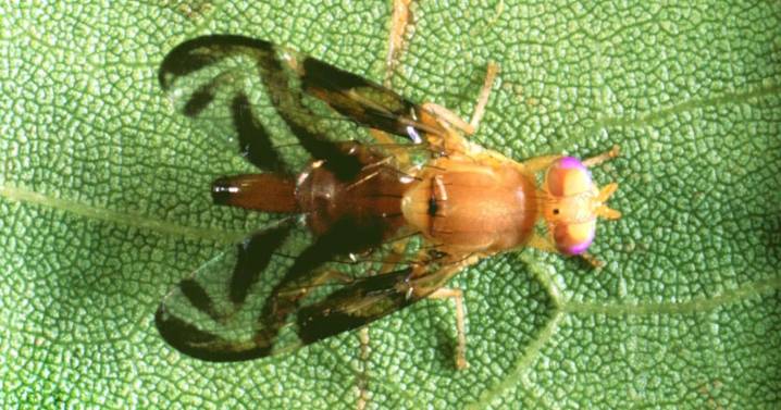East Los Angeles and Montebello are placed under fruit fly quarantine