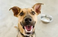 Hearts Melt at Dog’s Reaction To Being Told Owner Is Coming Home