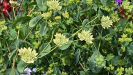 Bupleurum Is The Underrated Plant You'll Want To Add To Your Garden