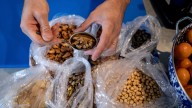 Find, harvest and eat Michigan's fall nut harvest. What to know