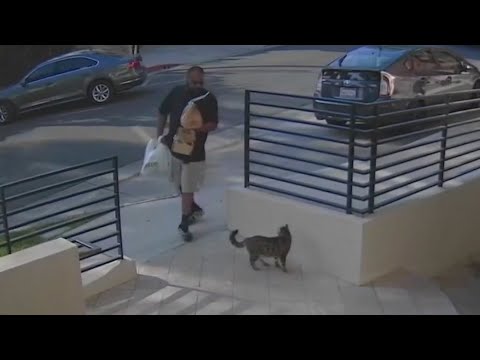 Missing cat returned after being taken from home