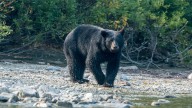 Man dies from suspected bear attack days after texting family photos of beast