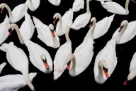 Californians can now shoot swans year-round without a license