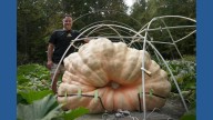 How to grow a giant pumpkin, with help from science