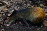 Baby Brazilian agouti born at Orlando Science Center