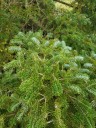 Don’t let dry soil follow your CT plants into winter
