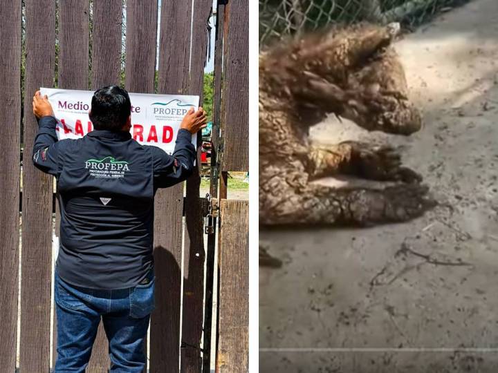 Clausuran Zoológico La Pastora por maltrato a la osa Mina