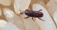 Keep pantry bugs at bay with this one essential kitchen cupboard item