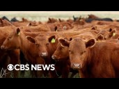 Cattle ranchers struggle with Trump administration's request to lower beef prices