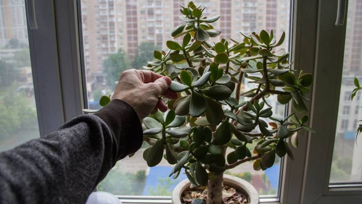 Árbol de jade: cuidados y todo lo que debe saber sobre esta milenaria planta
