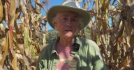 Santa Rosa farmers at risk of losing their land partner with Oakland chef