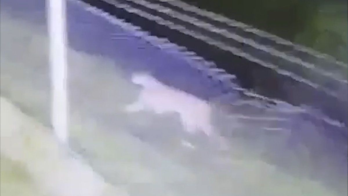 Miedo en Mar Chiquita por la aparición de un puma suelto