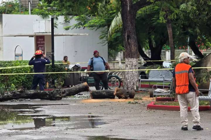 Lluvias provocan la caída de un árbol en Tulum; bomberos y Protección Civil cierran vialidad