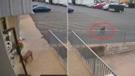 Virginia Dog’s Backyard Escape Leads Him To The Place He Loves Most