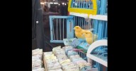 Los últimos pajaritos de la suerte: una tradición que canta en las FDS