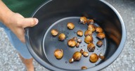 TVA helps release 100 mussels into rivers for essential water filtration