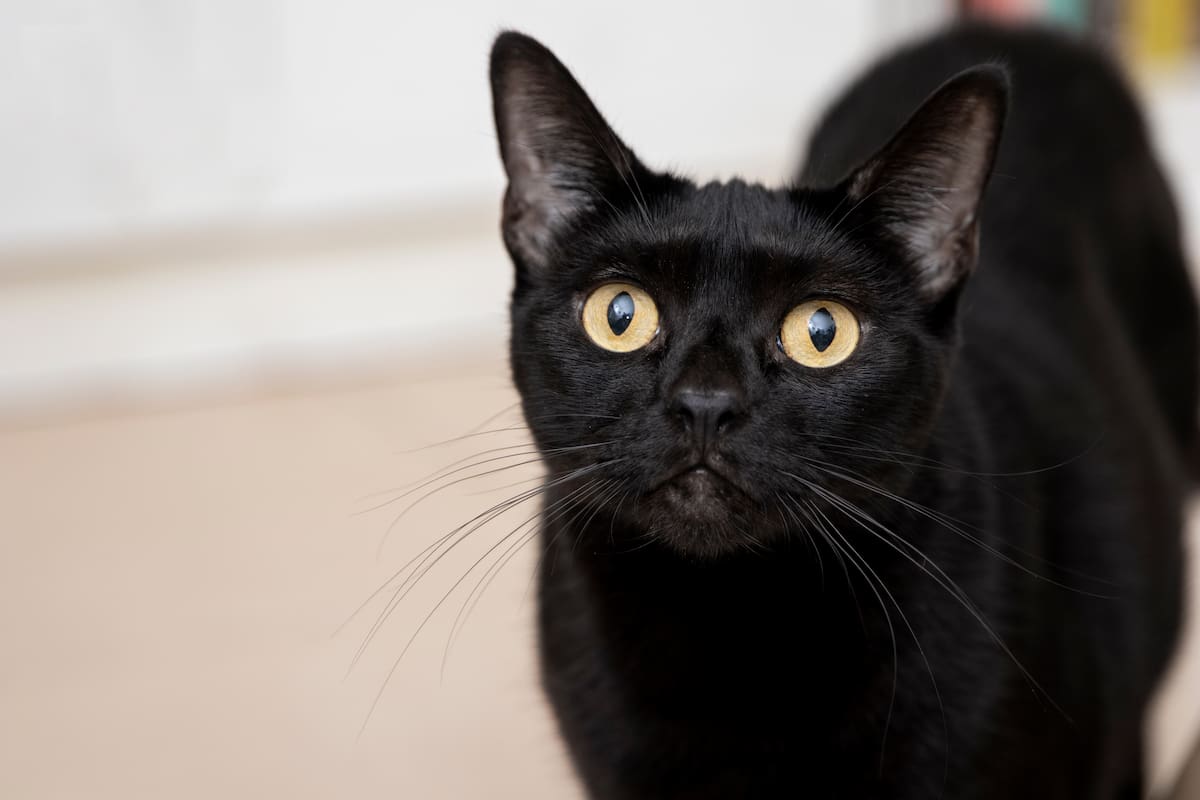 El origen. Gatos negros y Halloween: el mito que los une a la mala suerte y las brujas