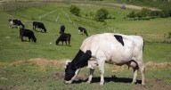 Putting globe on diet could save 15M lives, lower emissions