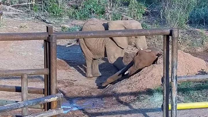 Pupy estuvo 35 años en cautiverio y seis meses de libertad: murió en Brasil