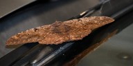 Black Witch Moth in Georgia warning
