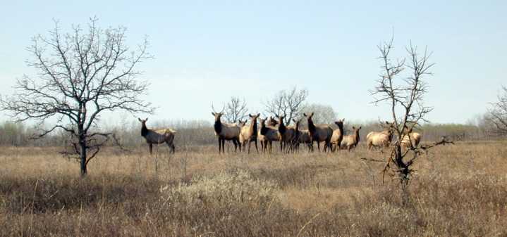DNR, tribal biologists offer Minnesota elk season update