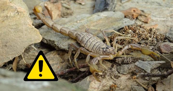 Acumulación de mesabancos inservibles, basura y ramas en escuelas puede generar el hábitat ideal para insectos venenosos, alerta experto