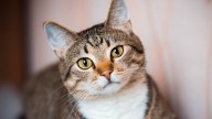 ¿Cuándo empieza a envejecer un gato y cómo darse cuenta?