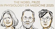 Brankov, Ramstell y Sakaguchi, galardonados con el Premio Nobel de Medicina