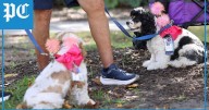 South Carolina hospital blesses therapy dogs