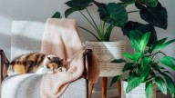 The Calming Houseplant You Can Grow That Makes Your Space Feel Fresh