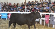 Resultados del 1° remate de Genética Productiva de la Patagonia realizado en Río Colorado