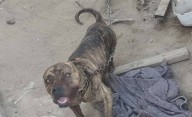 Ataque de un pitbull en La Plata: un joven perdió parte de un dedo al intentar separar a su mascota