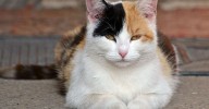 Un estudio afirma que el fuerte vínculo con tu mascota mejora tu bienestar psicológico
