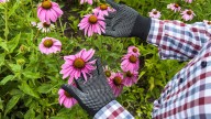 How To Winterize Coneflowers For Bigger, More Controlled Blooms In The Spring