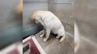 South Carolina Shelter Dog On Euthanasia List Stares At The Wall, Hoping For A Miracle